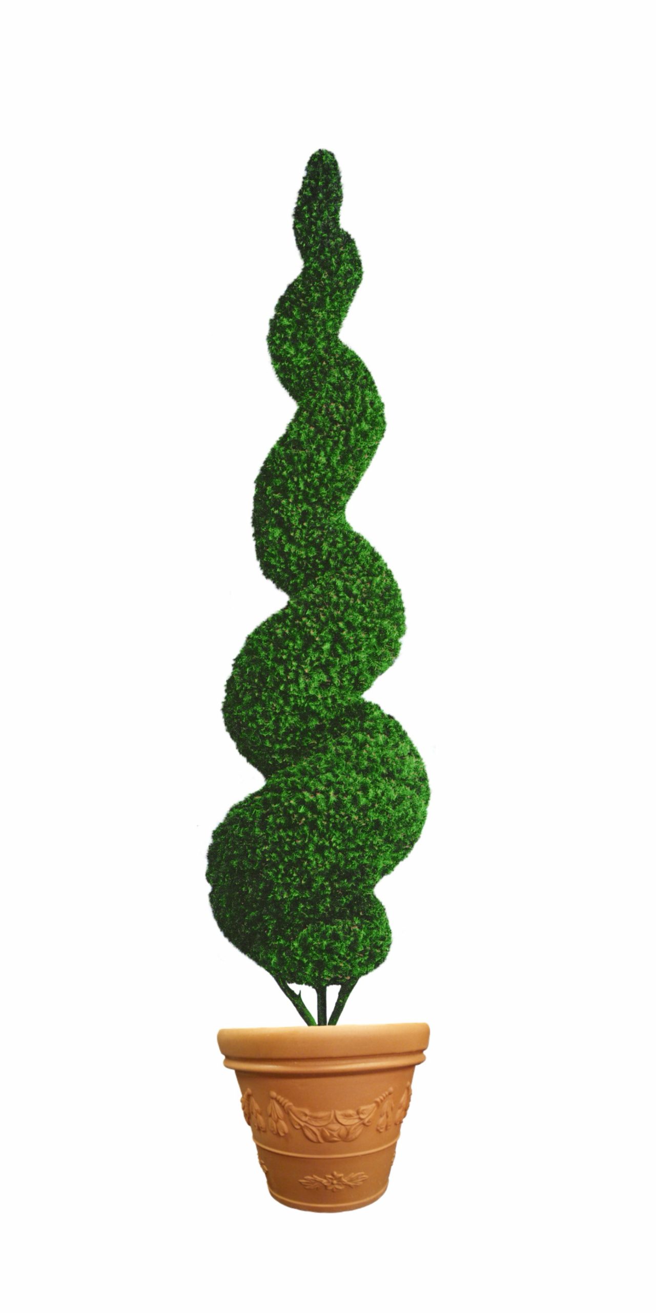 100in-spiral-topiary-in-flower-pot 100 inch tall large spiral topiary tree in flower pot