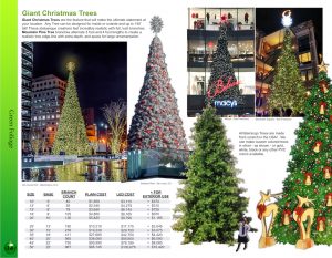 giant Christmas trees mountain pine Barrango Catalog page