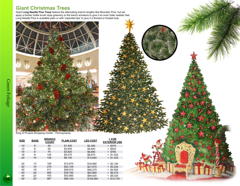 giant long needle pine christmas trees catalog page