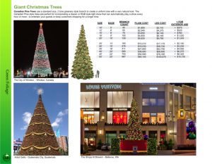 Giant Canadian pine Christmas Trees catalog page