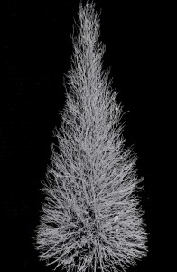12' manzanita cone tree