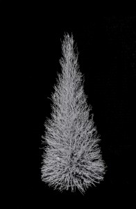 6' manzanita cone tree