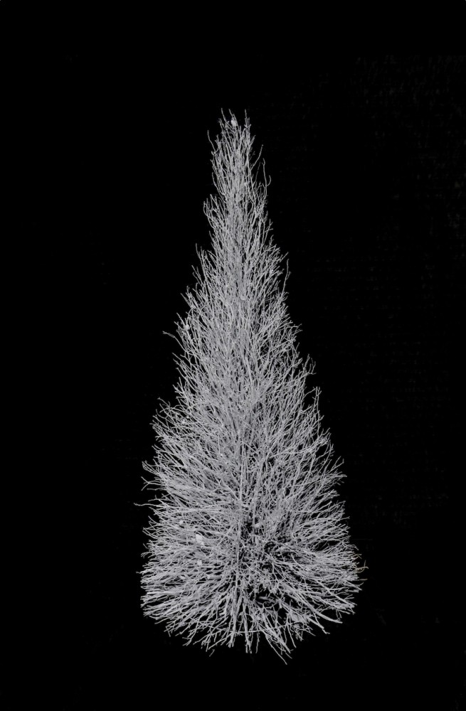 6' manzanita cone tree