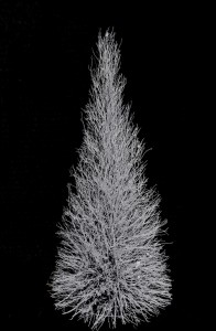8' manzanita cone tree