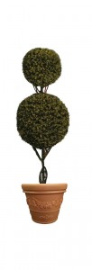Double Ball Topiary