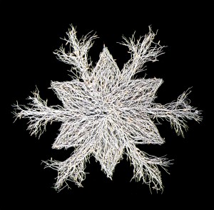 giant manzanita snowflake