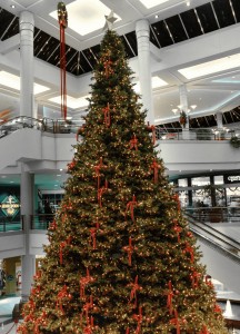 40 foot Mountain Pine tree inside Shopping Center