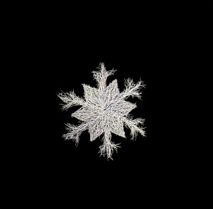 medium manzanita snowflake