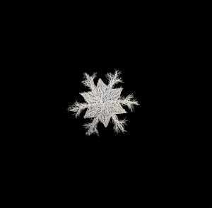 small manzanita snowflake