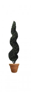 Small Spiral Topiary