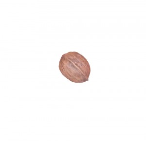 5 inch giant walnut