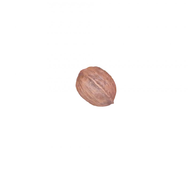 5 inch giant walnut