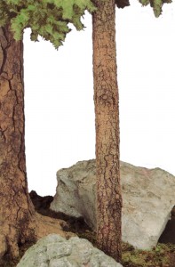 8 inch diameter tree trunk log