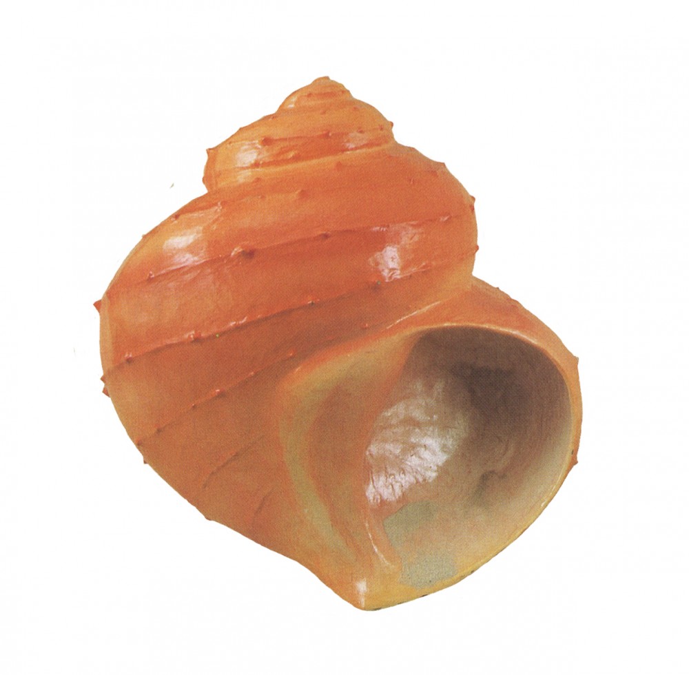 Chestnut Turban fiberglass sea shell