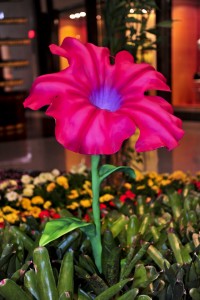 Petunia flowers - Crystals Shopping Mall Las Vegas