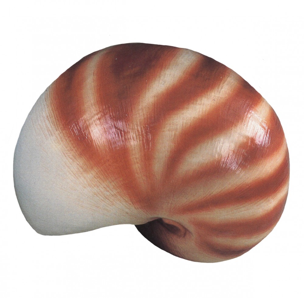 Nautilus Shell Fiberglass Sea Shell