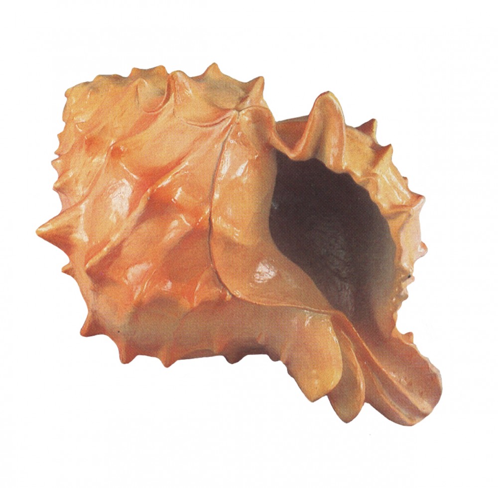 Spiny Helmet Shell Fiberglass seashells