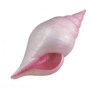 Tulip Shell Fiberglass seashells