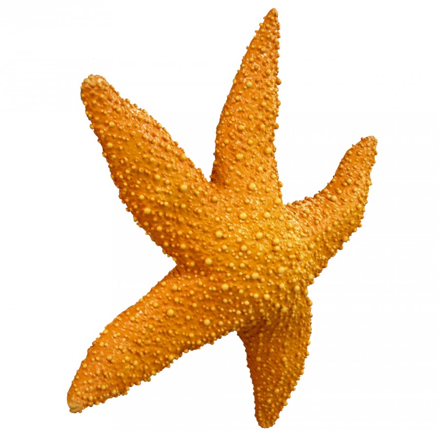Fiberglass Star Fish