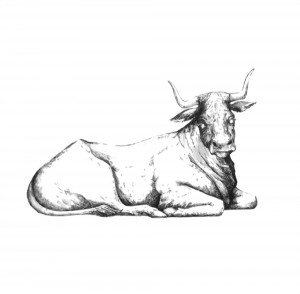 nativity oxen cow