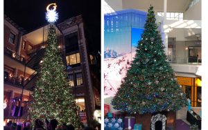 giant Mountain Pine Christmas Trees at Ghirardelli Square and Arden Fair