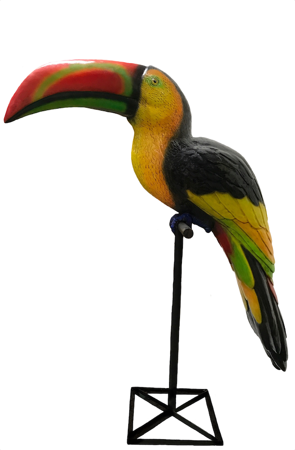 giant exotic tropical rainforest birds toucan