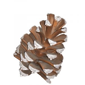 24 inch pine cone natural pinecone with snow white glitter tips