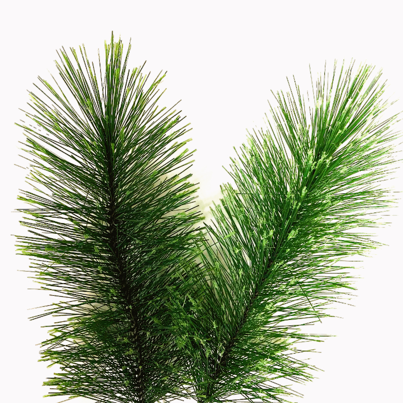 bottle brush raw material for long needle pine foliage