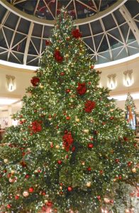 Giant long needle Pine Christmas Trees King of Prussia Mall