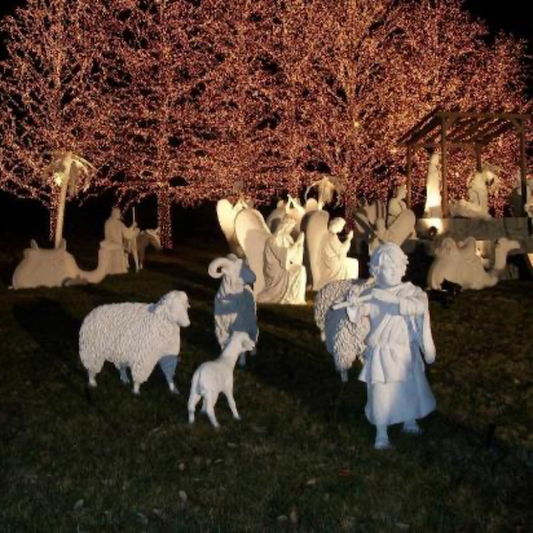 Nativity animals sheep ram lamb