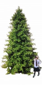 20ft Barrango Christmas tree