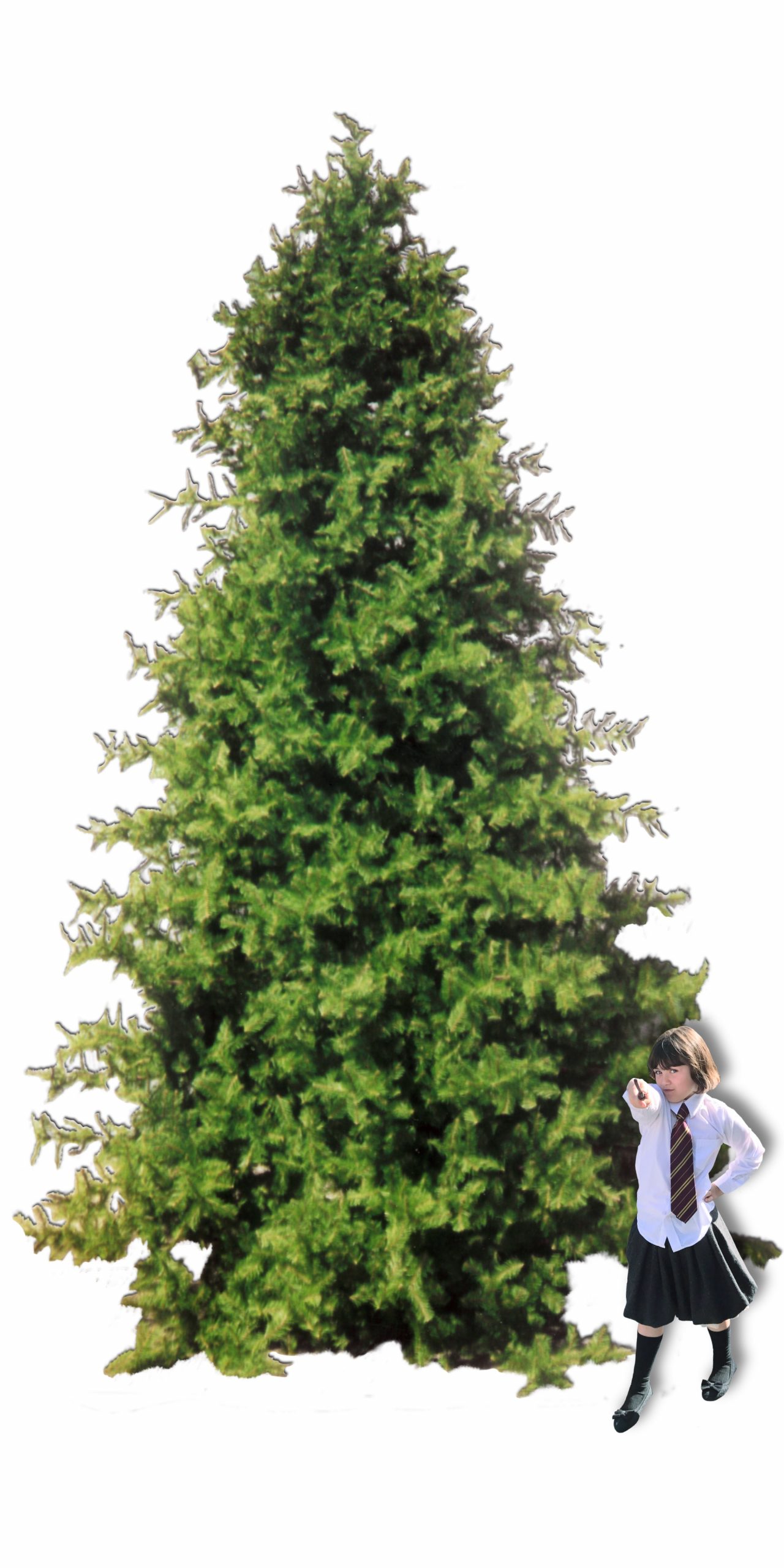 20ft-barrango-christmas-tree-with-bonnie 20ft Barrango Christmas tree