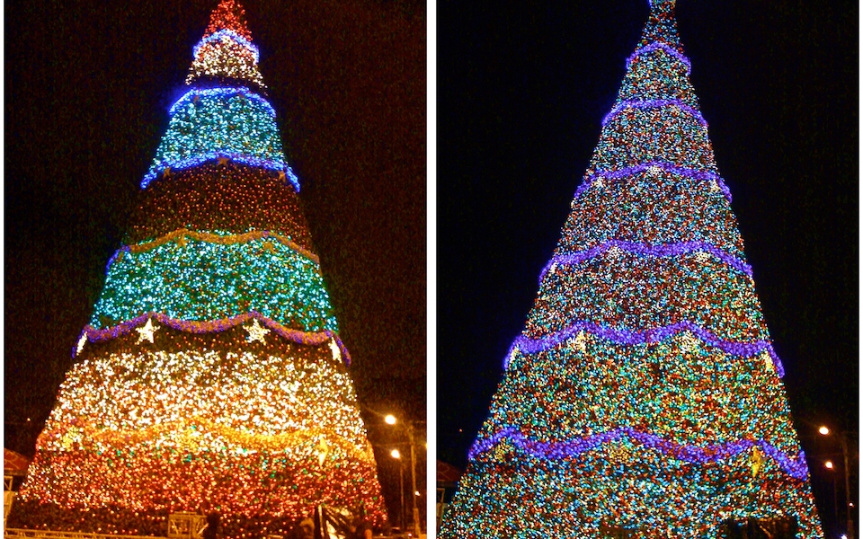 Canadian Pine Christmas Trees Light Show Trees Barrango, MFG