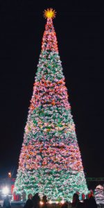 canadian pine light show tree in Canada
