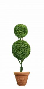 Double Ball Topiary tree in flower pot