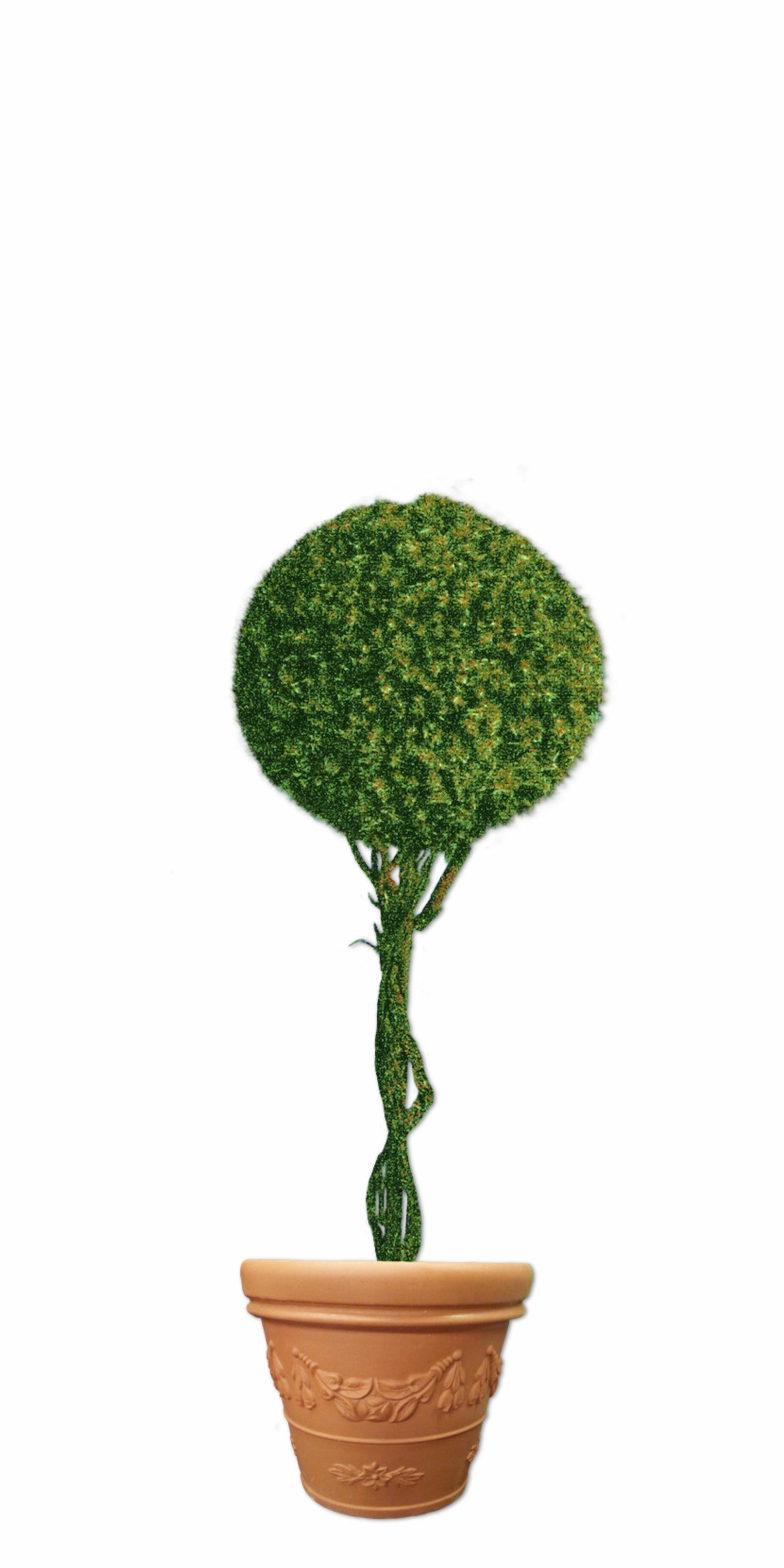 single-ball-topiary-in-pot Single Ball Topiary tree in flower pot