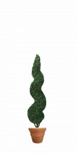 small spiral topiary tree in flower pot