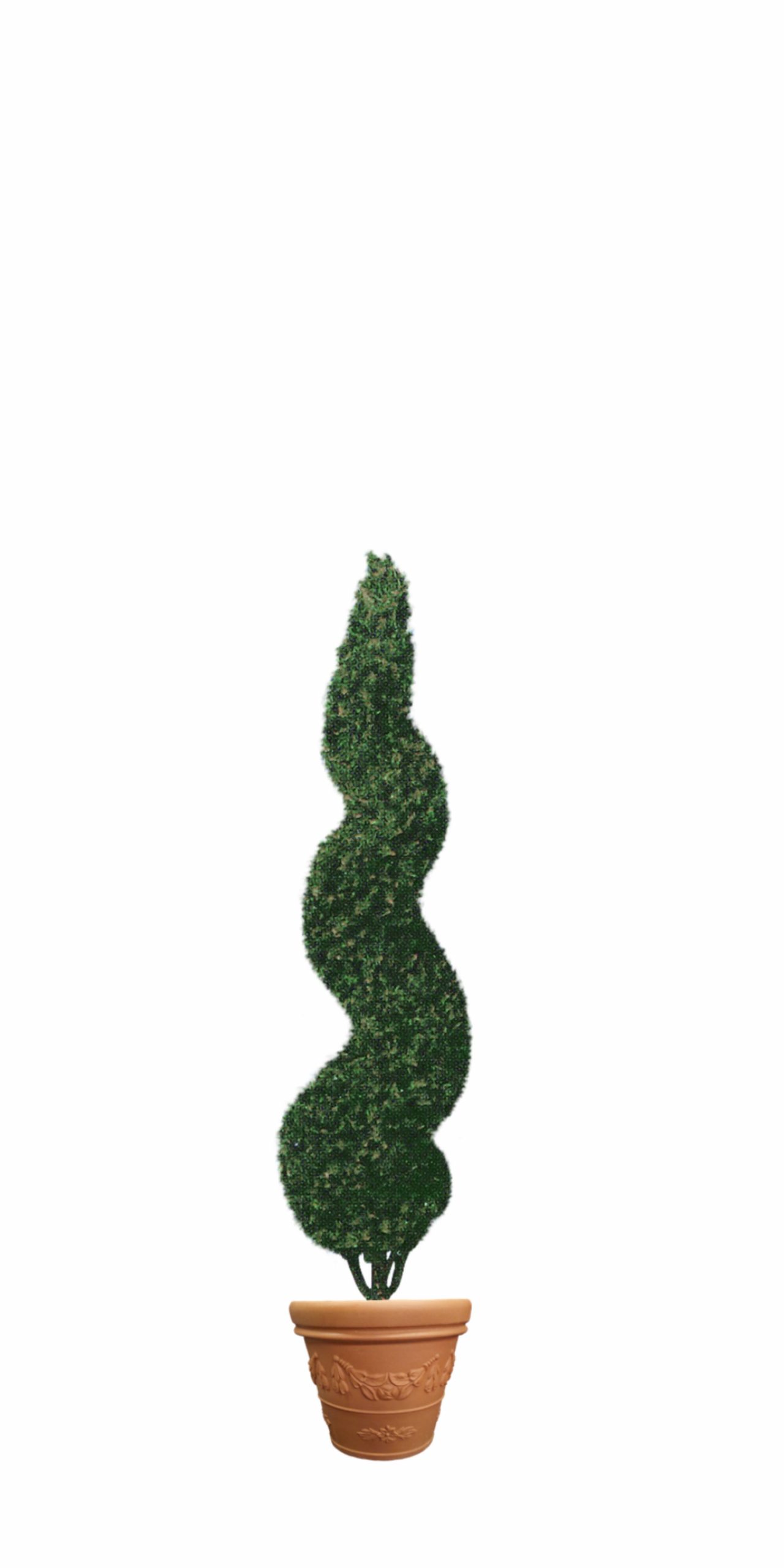 small-spiral-topiary-tree-in-flower-pot small spiral topiary tree in flower pot