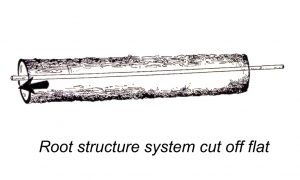 flat cut forest tree trunk tree diagram