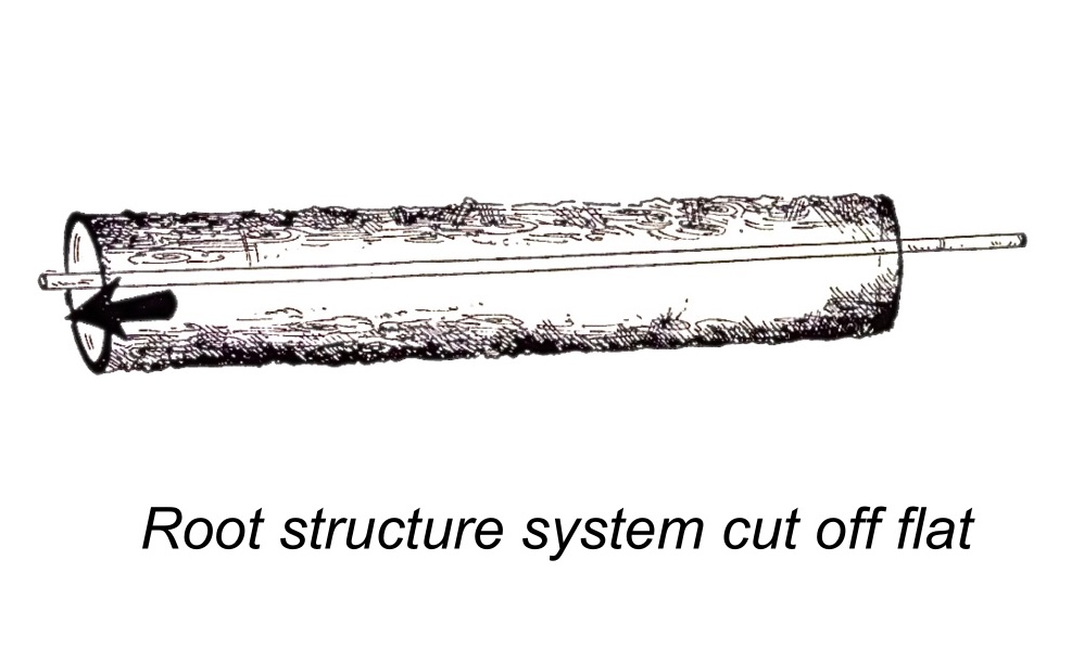 flat cut forest tree trunk tree diagram